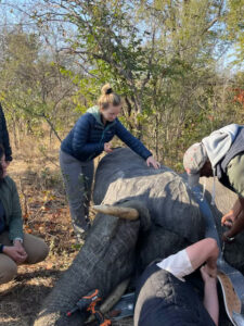 DVM Student Hailey Davis checks vital signs on an anesthetized elephant in the field.